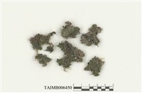 藏品(毛地錢)的圖片